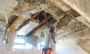 Hinsdale, IL Mold Removal & Remediation Company